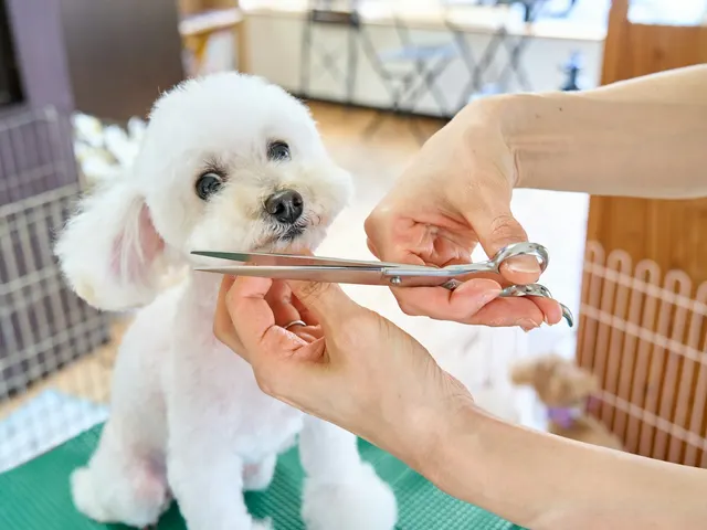 A small dog mid-grooming appointment